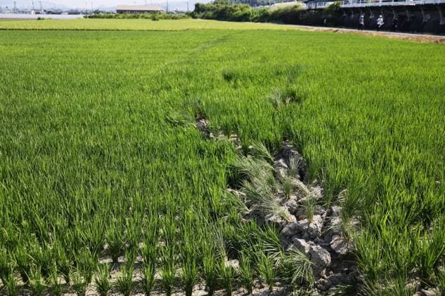 Aftermath of strong earthquake in Kumamoto Photo taken on Aug. 2, 2026, shows cracks in a rice paddy in Hikawa in Kumamoto Prefecture, southwestern Japan, following a powerful earthquake in the region on July 28.  A14AA0005625268P
