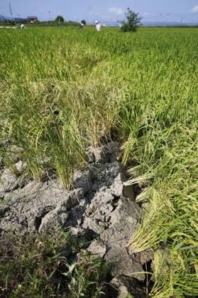 Aftermath of strong earthquake in Kumamoto Photo taken on Aug. 2, 2026, shows a fissure in a rice paddy in Hikawa in Kumamoto Prefecture, southwestern Japan, following a powerful earthquake in the region on July 28.  A14AA0005625269P