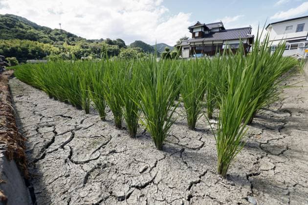 Aftermath of strong earthquake in Kumamoto Photo taken on Aug. 6, 2026, shows a dried-up rice paddy in Yatsushiro, Kumamoto Prefecture, after irrigation channels were damaged by a powerful earthquake that struck the southwestern Japan prefecture on July 28.  A14AA0005625280P