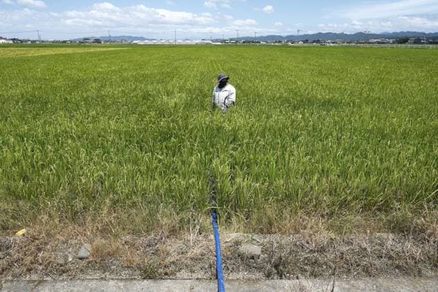 Aftermath of strong earthquake in Kumamoto A farmer irrigates a rice paddy with river water in Yatsushiro, Kumamoto Prefecture, on Aug. 6, 2026, after canals were damaged by a powerful earthquake that struck the southwestern Japan prefecture on July 28.  A14AA0005625284P