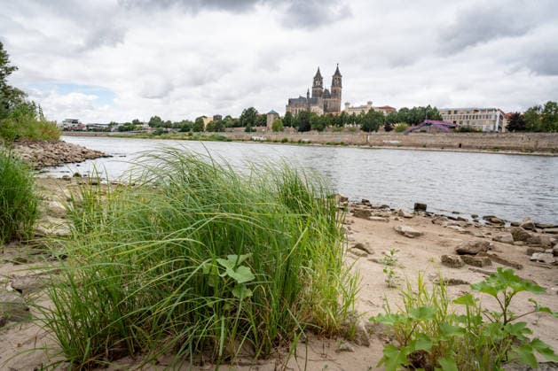 Deutlich niedriger Wasserstand in der Elbe im August 2026 - mit Magdeburger Dom;Niedrigwasser der Elbe in Magdeburg im Sommer 2026, Magdeburg Sachsen-Anhalt Deutschland Elbufer
