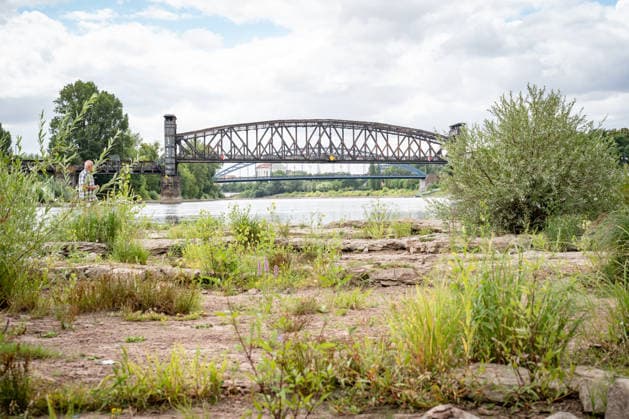 Deutlich niedriger Wasserstand in der Elbe im August 2026;Niedrigwasser der Elbe in Magdeburg im Sommer 2026, Magdeburg Sachsen-Anhalt Deutschland Elbufer