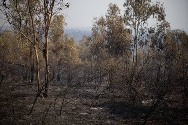 The number of ground personnel fighting the fire in Niebla has increased to 150, with 18 aerial resources. Area affected by the wildfire that broke out in the town of Niebla, Huelva. August 7, 2028, in Niebla, Huelva, Andalusia, Spain: Andalusia’s Forest Fire Emergency Plan (Plan Infoca) has increased the number of ground personnel from 80 to 150 this Friday to contain the forest fire that broke out Thursday afternoon in the Raboconejo area of Niebla, Huelva, which remains in the emergency phase, Operational Level 1, and which has forced the preventive evacuation of 23 residents from the hamlets of Raboconejo and Caballón. Likewise, 18 aerial resources continue to operate in the area. AUGUST 7, 2026 Niebla, Huelva, Andalusia, Spain Niebla, Copyright: xClaraxCarrascox 7705142