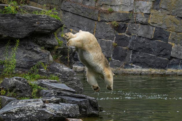 Entertainment Bilder des Tages Ein Eisbär (Ursus maritimus) beim Sprung ins Wasser im Tierpark Berlin-Friedrichsfelde.