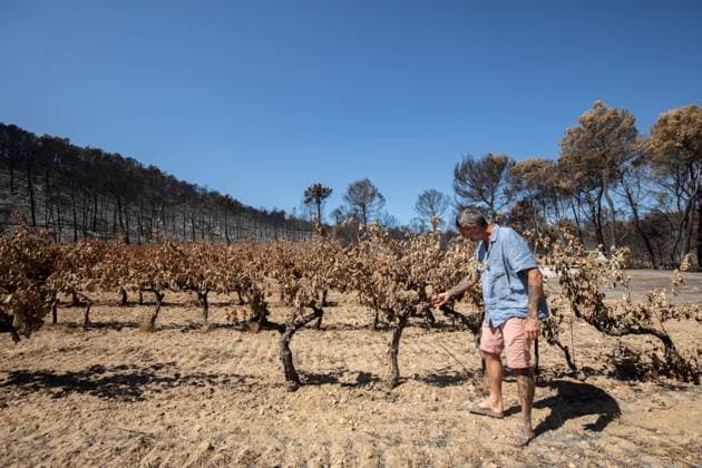 DAMAGE CAUSED TO VINEYARDS BY FIRES PHOTO PQR NICE MATIN CAMILLE DODET Correns Correns Correns Correns August 8, 2026 Photo PQR Camille Dodet Var Matin August 8, 2026 Correns, Var. After the fire that struck Correns, winegrowers are assessing the losses caused by the fire on the affected plots. In pictures. Photo: PQR Camille Dodet, Var Matin, August 8, 2026. Correns, Var. After the fire that struck Correns, winegrowersare assessing the losses caused by the fire’s passage through the damaged plots. In pictures: Fabien Mistre, president of the Correns Winegrowers’ Cooperative, walks among the rows of burned vines. Photo: PQR Camille Dodet, Var Matin, August 8, 2026. Correns Var After the fire that struck Correns, winemakers are assessing th Copyright: xPHOTOPQR NICExMATIN MAXPPPxCAMILLExDODETx 20260808NIM4876 20260808NIM4876