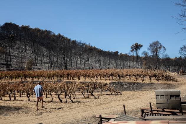 DAMAGE CAUSED TO VINEYARDS BY FIRES PHOTO PQR NICE MATIN CAMILLE DODET Correns Correns Correns Correns August 8, 2026 Photo PQR Camille Dodet Var Matin August 8, 2026 Correns, Var. After the fire that struck Correns, winegrowers are assessing the losses caused by the fire on the affected plots. In pictures. Photo: PQR Camille Dodet, Var Matin, August 8, 2026. Correns, Var. After the fire that struck Correns, winegrowersare assessing the losses caused by the fire’s passage through the damaged plots. In pictures: Fabien Mistre, president of the Correns Winegrowers’ Cooperative, walks through the rows of burned vines. Photo: PQR Camille Dodet, Var Matin, August 8, 2026. Correns Var After the fire that struck Correns, winemakers are assessing Copyright: xPHOTOPQR NICExMATIN MAXPPPxCAMILLExDODETx 20260808NIM4878 20260808NIM4878