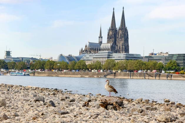 Sommer im Rheinland. Blick auf den Rhein bei Koeln (Köln) - Deutz. Der Rhein in Koeln (Köln) fuehrt (führt) Niedrigwasser aufgrund anhaltender Trockenheit. Im Vordergrund sitzt eine Nilgans (Alopochen aegyptiaca) auf einem Stueck (Stück) Treibholz. Im Hintergrund der Koelner (Kölner) Dom. Sommer im Rheinland am 09.08.2026 in Koeln (Köln) Deutschland.