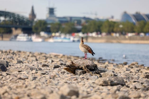 Sommer im Rheinland. Blick auf den Rhein bei Koeln (Köln) - Deutz. Der Rhein in Koeln (Köln) fuehrt (führt) Niedrigwasser aufgrund anhaltender Trockenheit. Im Vordergrund sitzt eine Nilgans (Alopochen aegyptiaca) auf einem Stueck (Stück) Treibholz und schaut zum Rhein. Sommer im Rheinland am 09.08.2026 in Koeln (Köln) Deutschland.