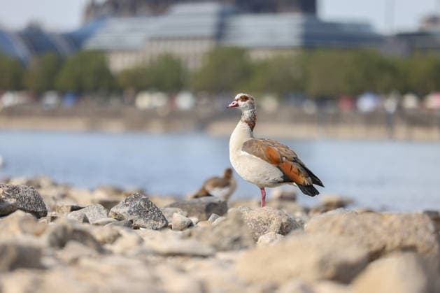 Sommer im Rheinland. Blick auf den Rhein bei Koeln (Köln) - Deutz. Der Rhein in Koeln (Köln) fuehrt (führt) Niedrigwasser aufgrund anhaltender Trockenheit. Im Vordergrund sitzt eine Nilgans (Alopochen aegyptiaca). Sommer im Rheinland am 09.08.2026 in Koeln (Köln) Deutschland.