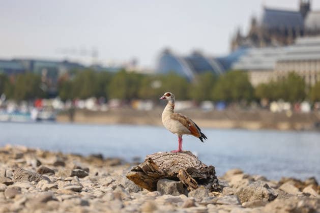 Sommer im Rheinland. Blick auf den Rhein bei Koeln (Köln) - Deutz. Der Rhein in Koeln (Köln) fuehrt (führt) Niedrigwasser aufgrund anhaltender Trockenheit. Im Vordergrund sitzt eine Nilgans (Alopochen aegyptiaca) auf einem Stueck (Stück) Treibholz. Sommer im Rheinland am 09.08.2026 in Koeln (Köln) Deutschland.