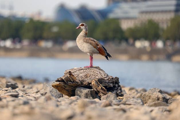 Sommer im Rheinland. Blick auf den Rhein bei Koeln (Köln) - Deutz. Der Rhein in Koeln (Köln) fuehrt (führt) Niedrigwasser aufgrund anhaltender Trockenheit. Im Vordergrund sitzt eine Nilgans (Alopochen aegyptiaca) auf einem Stueck (Stück) Treibholz. Sommer im Rheinland am 09.08.2026 in Koeln (Köln) Deutschland.
