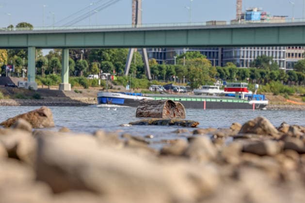 Sommer im Rheinland. Blick auf den Rhein bei Koeln (Köln) - Deutz. Der Rhein in Koeln (Köln) fuehrt (führt) Niedrigwasser aufgrund anhaltender Trockenheit. Ein Schiff ist im Hintergrund unterwegs. Im Vordergrund liegt Holz im Wasser. Sommer im Rheinland am 09.08.2026 in Koeln (Köln) Deutschland.