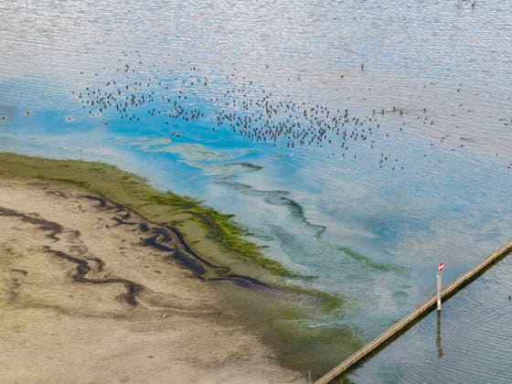 Bodenseeufer bei Moos mit wenig Wasser. Der Wasserstand ist aufgrund des heißen Sommers auf einem Tiefststand. In vielen Häfen des Untersees ist kaum noch Wasser. Moos liegt am Ufer des Bodensee auf der Halbinsel Höri. 06.08.2026, Moos, Baden-Württemberg, Deutschland