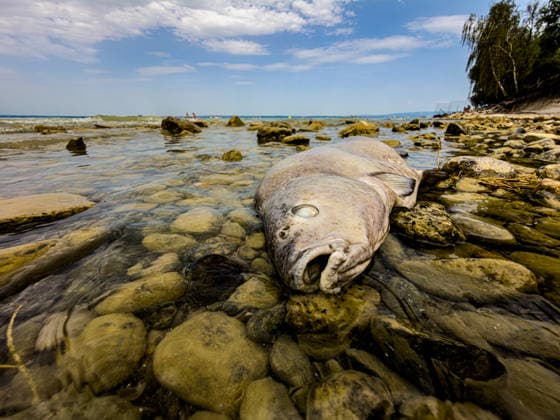 Romanshorn (TG), Schweiz, Bodensee: Toter Fisch liegt im flachen Uferwasser zwischen Steinen am Bodenseeufer. Symbolbild für Fischsterben, Hitze, hohe Wassertemperatur, Niedrigwasser, Sauerstoffmangel, Klimawandel, Gewässerökologie, Wasserqualität, Umweltbelastung, Fischbestand, Artensterben, Biodiversität, Umweltschutz, Ökosystem, Tiersterben, Fischkadaver, toter Fisch, Seeufer, Trockenheit, Thurgau, Schweiz. Copyright: xJOERANxSTEINSIEKx