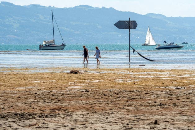 Durch Trockenheit freigelegte Uferzone am Bodensee, Spaziergänger waten durch das flache Wasser zum Ufer, Wasserburg, August 2026 Deutschland, Wasserburg, August 2026, durch Trockenheit freigelegte Uferzone am Bodensee, Spaziergänger waten durch das flache Wasser zum Ufer, die aktuelle Trockenheit hat den Pegelstand stark sinken lassen, Niedrigwasser, Blick über den See, Wasserstand sehr niedrig, zu wenig Regen, schönes Wetter, Sommer, Sonnenschein, Hitze mit Temperaturen bis 33 Grad, Landkreis Lindau, Samstagnachmittag, Klima, Alpen, Bayern,