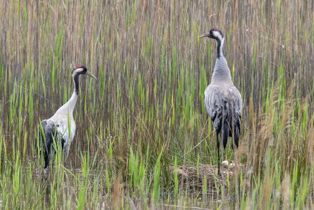 brandenburg, crane, deutschland, grus grus, kranich, nabu, nabu-projekt, nationales naturerbe, naturparadies grünhaus, bergbaufolgelandschaft, birds, brut, gruidae, gruiformes, grünhaus, kranichvögel, nest, stelzvögel, vögel Brandenburg, Crane, Germany, Grus Grus, Crane, Nabu, Nabu Project, National Natural Heritage, Grünhaus Nature Paradise, Post-Mining Landscape, Birds, Brood, Gruidae, Gruiformes, Greenhouse, Crane Birds, Nest, Wagbirds, Birds Copyright: imageBROKER FrankxLeo ibxfkl18569462.jpg