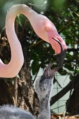 Russia Zoo 9219995 10.08.2026 A red flamingo feeds its chick hatched in mid-July in their enclosure at the Moscow Zoo in Moscow, Russia. Ilya Pitalev Sputnik Moscow Russia  Copyright: xIlyaxPitalevx
