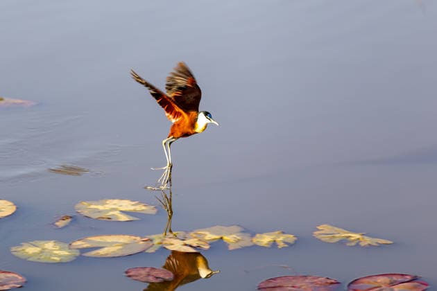 Creative Highlights World Ein Afrikanisches Blatthühnchen (Actophilornis africanus) startet zwischen Seerosenblättern von einer Wasserfläche im Dinokeng Game Reserve in Südafrika. Das Foto zeigt den charakteristischen Wasservogel mit seinen langen Beinen und Zehen während des Abflugs.