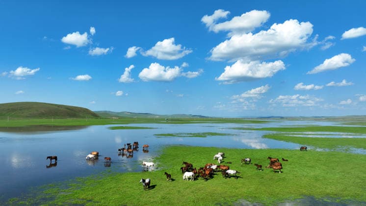 HULUN BUIR, CHINA - AUGUST 05: Horses graze on lush grasslands under a blue sky on August 5, 2026 in Hulun Buir, Inner Mongolia Autonomous Region of China. The grasslands in the region are lush with abundant water and vegetation during the summer season.  Copyright: xVCGx 111659306189