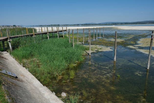 Niedrigwasser am Bodensee, im Bootshafen von Triboltingen (Schwiz) wächst Schilf
