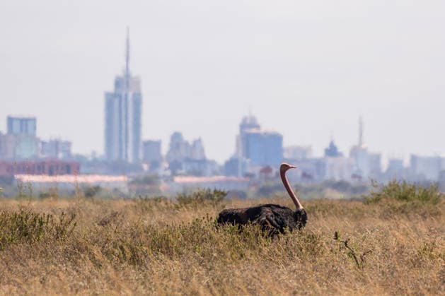 (260811) -- NAIROBI, Aug. 11, 2026 -- An ostrich is pictured at the Nairobi National Park with city buildings in the distance in Nairobi, capital of Kenya, Aug. 11, 2026. ) KENYA-NAIROBI NATIONAL PARK-ANIMALS XiexJianfei 