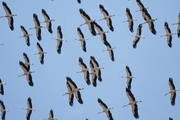 Migrating storks spotted on Democracy and Freedom Island ISTANBUL, TURKIYE - AUGUST 11: Storks on their migration route are seen flying over Democracy and Freedom Island in Istanbul, Turkiye on August 11, 2026. Cemal Yurttas Anadolu Istanbul Turkey. Editorial use only. Please get in touch for any other usage.  Copyright: x2026xAnadoluxCemalxYurttasx