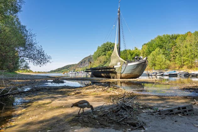 Niedrigwasser am Rhein: Aalschokker Aranka im trockengefallenen Nebenarm bei Insel Grafenwerth - 11.08.26. Niedrigwasser am Rhein: Bei einem Pegelstand von -3 cm am Pegel Oberwinter und 70 cm am Pegel Bonn neue Tiefstwerte liegt der Nebenarm an der Nordspitze der Insel Grafenwerth in Bad Honnef weitgehend trocken. Der historische Aalschokker Aranka liegt auf dem Trockenen, im Hintergrund die Grafenwerther Brücke und der Drachenfels. Die Rheinschifffahrt ist weiterhin stark eingeschränkt. Bad Honnef Insel Grafenwerth Nordrhein-Westfalen Deutschland Copyright: xMarcxJohnx