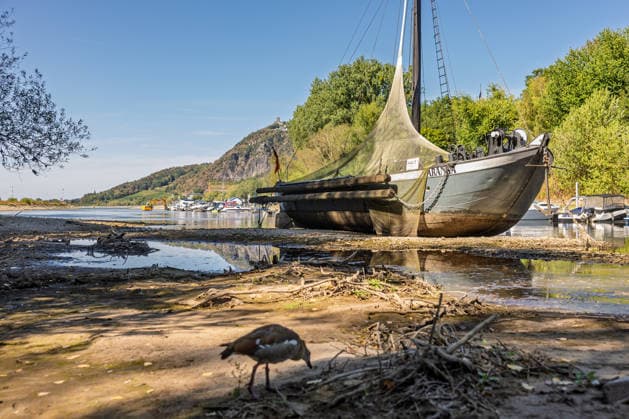 Niedrigwasser am Rhein: Aalschokker Aranka im trockengefallenen Nebenarm bei Insel Grafenwerth - 11.08.26. Niedrigwasser am Rhein: Bei einem Pegelstand von -3 cm am Pegel Oberwinter und 70 cm am Pegel Bonn neue Tiefstwerte liegt der Nebenarm an der Nordspitze der Insel Grafenwerth in Bad Honnef weitgehend trocken. Der historische Aalschokker Aranka liegt auf dem Trockenen, im Hintergrund die Grafenwerther Brücke und der Drachenfels. Die Rheinschifffahrt ist weiterhin stark eingeschränkt. Bad Honnef Insel Grafenwerth Nordrhein-Westfalen Deutschland Copyright: xMarcxJohnx