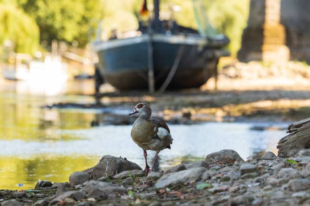 Niedrigwasser am Rhein: Aalschokker Aranka im trockengefallenen Nebenarm bei Insel Grafenwerth - 11.08.26. Niedrigwasser am Rhein: Bei einem Pegelstand von -3 cm am Pegel Oberwinter und 70 cm am Pegel Bonn neue Tiefstwerte liegt der Nebenarm an der Nordspitze der Insel Grafenwerth in Bad Honnef weitgehend trocken. Der historische Aalschokker Aranka liegt auf dem Trockenen, im Hintergrund die Grafenwerther Brücke und der Drachenfels. Die Rheinschifffahrt ist weiterhin stark eingeschränkt. Bad Honnef Insel Grafenwerth Nordrhein-Westfalen Deutschland Copyright: xMarcxJohnx