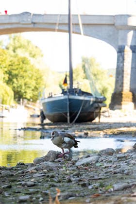 Niedrigwasser am Rhein: Aalschokker Aranka im trockengefallenen Nebenarm bei Insel Grafenwerth - 11.08.26. Niedrigwasser am Rhein: Bei einem Pegelstand von -3 cm am Pegel Oberwinter und 70 cm am Pegel Bonn neue Tiefstwerte liegt der Nebenarm an der Nordspitze der Insel Grafenwerth in Bad Honnef weitgehend trocken. Der historische Aalschokker Aranka liegt auf dem Trockenen, im Hintergrund die Grafenwerther Brücke und der Drachenfels. Die Rheinschifffahrt ist weiterhin stark eingeschränkt. Bad Honnef Insel Grafenwerth Nordrhein-Westfalen Deutschland Copyright: xMarcxJohnx