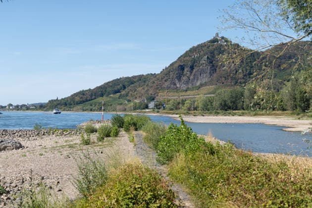 Niedrigwasser am Rhein: Aalschokker Aranka im trockengefallenen Nebenarm bei Insel Grafenwerth - 11.08.26. Niedrigwasser am Rhein: Bei einem Pegelstand von -3 cm am Pegel Oberwinter und 70 cm am Pegel Bonn neue Tiefstwerte liegt der Nebenarm an der Nordspitze der Insel Grafenwerth in Bad Honnef weitgehend trocken. Boote und Hausboote liegen auf dem Trockenen, im Hintergrund der Drachenfels im Siebengebirge. Die Rheinschifffahrt ist weiterhin stark eingeschränkt. Bad Honnef Insel Grafenwerth Nordrhein-Westfalen Deutschland Copyright: xMarcxJohnx