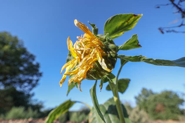 Eine verbluehte (verblühte) Sonnenblume bei Siegen-Oberschelden im Morgenlicht vor blauem wolkenlosem Himmel. Sommer im Siegerland am 12.08.2026 in Siegen Deutschland.