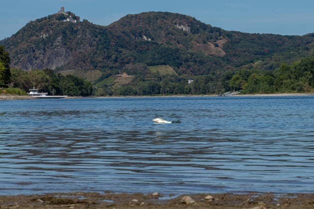 Niedrigwasser am Rhein: Yachthafen Oberwinter teilweise trockengefallen - 11.08.2026. Momentaufnahme: Ein Fisch springt in aus dem Wasser. Niedrigwasser am Rhein: Bei einem Pegelstand von -3 cm am Pegel Oberwinter und 70 cm am Pegel Bonn neue Tiefstwerte sind Teile des Yachthafens Oberwinter trockengefallen. Am Rhein werden weiterhin neue Negativrekorde unterboten. Remagen Oberwinter Rheinland-Pfalz Deutschland Copyright: xMarcxJohnx