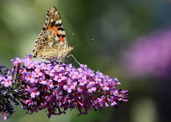 12.08.2026, Insekten Welt im Garten Muenchen, im Bild: Distelfalter (Vanessa cardui) auf ein Sommerflieder