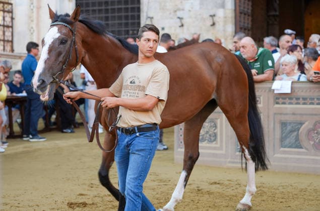 August 13, 2026, Siena, Toscana, ITALIA: Siena, Piazza del Campo Ã¢â‚¬ August 13, 2026. The *Tratta* took place this morning; it is one of the key moments of the Palio, during which the selected horses are assigned by lot to the ten *Contrade* participating in the race on August 16. Siena ITALIA - ZUMAs236 20260813_aap_s236_014 Copyright: xFabioxSassox