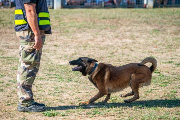 French Center Training Gendarmerie Dog Teams - Gramat The Centre National d’Instruction Cynophile de la Gendarmerie (CNICG) in Gramat, Lot, France on Undated, the sole French center training gendarmerie canine teams since 1945, operates across 14 hectares with nine kennels accommodating up to 150 dogs simultaneously, training 350 students annually in intensive courses to form handler-dog pairs, with dogs—primarily Belgian Malinois—specializing in person search, narcotics detection, explosives, weapons, and electronic media detection. August 13, 2026. Photo by Denis Prezat ABACAPRESS.COM Gramat France Copyright: xPrezatxDenis ABACAx