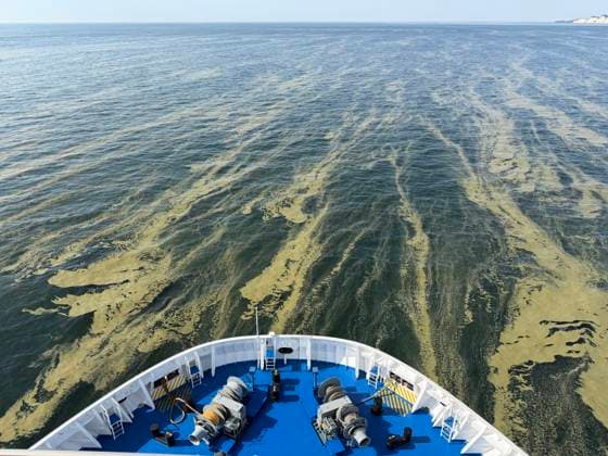 News Bilder des Tages Blaualgen in der Ostsee Rostock 15.08.2026 Blaualgen in der Ostsee vor Rostock Vom Blick von einem Fährschiff Rostock Ostsee Mecklenburg-Vorpommern Deutschland
