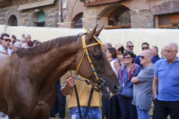 Costumed rehearsal the day before the August 2026 Palio di Siena Siena, Piazza del Campo August 15, 2026. The morning trial took place earlier today, featuring jockeys wearing the colors of the ten *Contrade* that will participate in the race on August 16. Siena Piazza Del Campo Toscana ITALIA Copyright: xSALVATORExDExROSAxSalvatorexDexRosax DSC01020