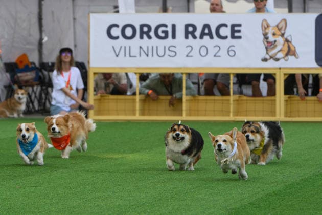 Corgi Race in Vilnius VILNIUS, LITHUANIA - AUGUST 15: Corgis and their owners gather at Vingis Park in Vilnius, Lithuania, on August 15, 2026, during the fifth annual Corgi Race Vilnius. Around 130 corgis from eight countries across Europe and the United States took part in the fifth annual Corgi Race Vilnius on Saturday, drawing thousands of spectators to Vingis Park as the Lithuanian capital again billed itself the European Corgi Capital . The event, which began during the pandemic as a friendly bet between two owners, now features sprint heats, a costume parade, a loudest-bark contest and new agility and run-return races. U.S. owners took first and second place in the main race, highlighting the growing international appeal of the fes Copyright: x2026xAnadoluxYauhenxYerchakx