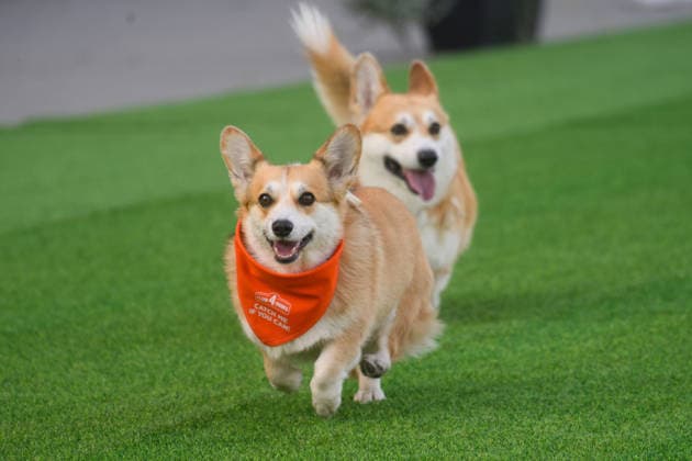 Corgi Race in Vilnius VILNIUS, LITHUANIA - AUGUST 15: Corgis and their owners gather at Vingis Park in Vilnius, Lithuania, on August 15, 2026, during the fifth annual Corgi Race Vilnius. Around 130 corgis from eight countries across Europe and the United States took part in the fifth annual Corgi Race Vilnius on Saturday, drawing thousands of spectators to Vingis Park as the Lithuanian capital again billed itself the European Corgi Capital . The event, which began during the pandemic as a friendly bet between two owners, now features sprint heats, a costume parade, a loudest-bark contest and new agility and run-return races. U.S. owners took first and second place in the main race, highlighting the growing international appeal of the fes Copyright: x2026xAnadoluxYauhenxYerchakx
