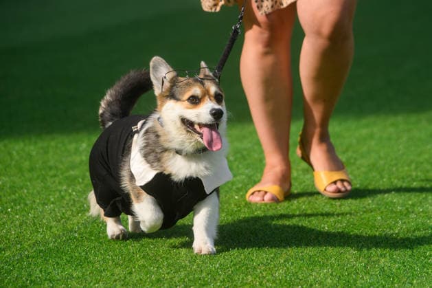 Corgi Race in Vilnius VILNIUS, LITHUANIA - AUGUST 15: Corgis and their owners gather at Vingis Park in Vilnius, Lithuania, on August 15, 2026, during the fifth annual Corgi Race Vilnius. Around 130 corgis from eight countries across Europe and the United States took part in the fifth annual Corgi Race Vilnius on Saturday, drawing thousands of spectators to Vingis Park as the Lithuanian capital again billed itself the European Corgi Capital . The event, which began during the pandemic as a friendly bet between two owners, now features sprint heats, a costume parade, a loudest-bark contest and new agility and run-return races. U.S. owners took first and second place in the main race, highlighting the growing international appeal of the fes Copyright: x2026xAnadoluxYauhenxYerchakx
