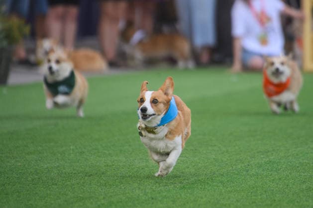 Corgi Race in Vilnius VILNIUS, LITHUANIA - AUGUST 15: Corgis and their owners gather at Vingis Park in Vilnius, Lithuania, on August 15, 2026, during the fifth annual Corgi Race Vilnius. Around 130 corgis from eight countries across Europe and the United States took part in the fifth annual Corgi Race Vilnius on Saturday, drawing thousands of spectators to Vingis Park as the Lithuanian capital again billed itself the European Corgi Capital . The event, which began during the pandemic as a friendly bet between two owners, now features sprint heats, a costume parade, a loudest-bark contest and new agility and run-return races. U.S. owners took first and second place in the main race, highlighting the growing international appeal of the fes Copyright: x2026xAnadoluxYauhenxYerchakx