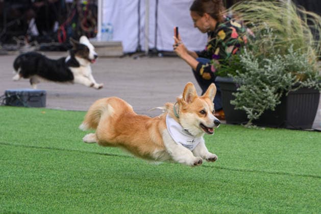 Corgi Race in Vilnius VILNIUS, LITHUANIA - AUGUST 15: Corgis and their owners gather at Vingis Park in Vilnius, Lithuania, on August 15, 2026, during the fifth annual Corgi Race Vilnius. Around 130 corgis from eight countries across Europe and the United States took part in the fifth annual Corgi Race Vilnius on Saturday, drawing thousands of spectators to Vingis Park as the Lithuanian capital again billed itself the European Corgi Capital . The event, which began during the pandemic as a friendly bet between two owners, now features sprint heats, a costume parade, a loudest-bark contest and new agility and run-return races. U.S. owners took first and second place in the main race, highlighting the growing international appeal of the fes Copyright: x2026xAnadoluxYauhenxYerchakx