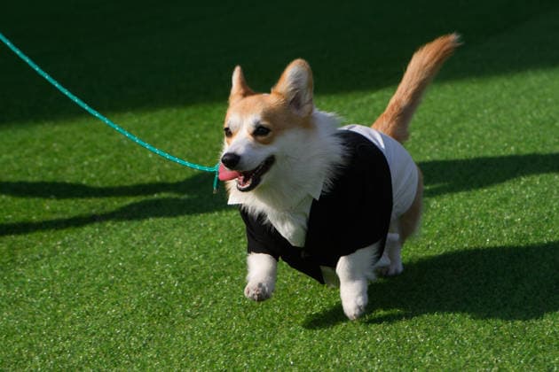 Corgi Race in Vilnius VILNIUS, LITHUANIA - AUGUST 15: Corgis and their owners gather at Vingis Park in Vilnius, Lithuania, on August 15, 2026, during the fifth annual Corgi Race Vilnius. Around 130 corgis from eight countries across Europe and the United States took part in the fifth annual Corgi Race Vilnius on Saturday, drawing thousands of spectators to Vingis Park as the Lithuanian capital again billed itself the European Corgi Capital . The event, which began during the pandemic as a friendly bet between two owners, now features sprint heats, a costume parade, a loudest-bark contest and new agility and run-return races. U.S. owners took first and second place in the main race, highlighting the growing international appeal of the fes Copyright: x2026xAnadoluxYauhenxYerchakx