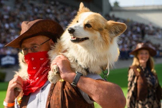 Corgi Race in Vilnius VILNIUS, LITHUANIA - AUGUST 15: Corgis and their owners gather at Vingis Park in Vilnius, Lithuania, on August 15, 2026, during the fifth annual Corgi Race Vilnius. Around 130 corgis from eight countries across Europe and the United States took part in the fifth annual Corgi Race Vilnius on Saturday, drawing thousands of spectators to Vingis Park as the Lithuanian capital again billed itself the European Corgi Capital . The event, which began during the pandemic as a friendly bet between two owners, now features sprint heats, a costume parade, a loudest-bark contest and new agility and run-return races. U.S. owners took first and second place in the main race, highlighting the growing international appeal of the fes Copyright: x2026xAnadoluxYauhenxYerchakx