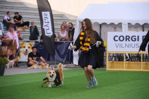 Corgi Race in Vilnius VILNIUS, LITHUANIA - AUGUST 15: Corgis and their owners gather at Vingis Park in Vilnius, Lithuania, on August 15, 2026, during the fifth annual Corgi Race Vilnius. Around 130 corgis from eight countries across Europe and the United States took part in the fifth annual Corgi Race Vilnius on Saturday, drawing thousands of spectators to Vingis Park as the Lithuanian capital again billed itself the European Corgi Capital . The event, which began during the pandemic as a friendly bet between two owners, now features sprint heats, a costume parade, a loudest-bark contest and new agility and run-return races. U.S. owners took first and second place in the main race, highlighting the growing international appeal of the fes Copyright: x2026xAnadoluxYauhenxYerchakx