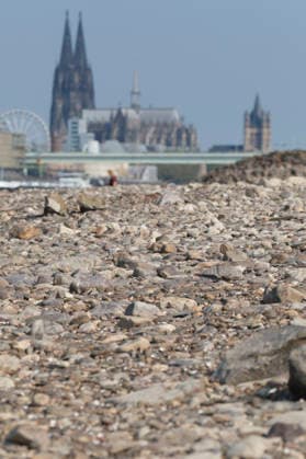 Eine Teleaufnahme zeigt die markante Kölner Stadtkulisse mit den modernen Kranhäusern im Rheinauhafen und den gotischen Türmen des Kölner Doms im Hintergrund. Im Vordergrund erstreckt sich das weitläufige, freigelegte Kiesel- und Steinufer des Rheins, das die Auswirkungen von extremem sommerlichem Niedrigwasser dokumentiert.