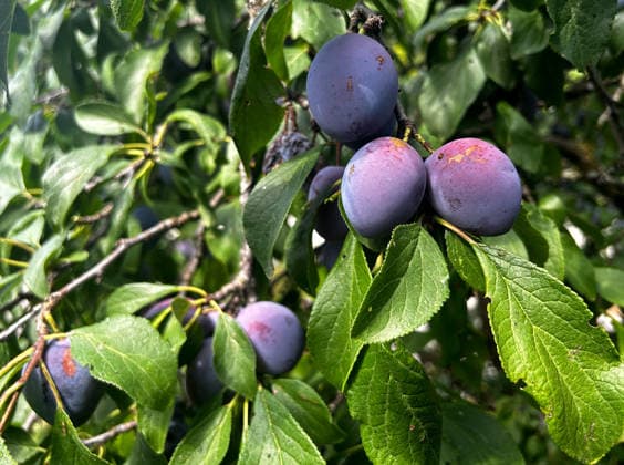 News Bilder des Tages Hier im Bild reife Zwetschgen, Zwetschge (Pflaume) an einem Zwetschgenbaum, Obst, Steinobst