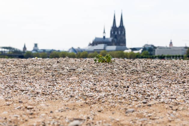 Historischer Niedrigwasser-Rekord am Rhein Freiliegendes Flussbett am Deutzer Rheinufer - 16.08.26 Blick vom Deutzer Rheinufer Richtung Kölner Dom auf das durch historisches Niedrigwasser freiliegende Flussbett des Rheins. Der Pegel Köln erreicht einen Tiefstand von 46 cm und unterbietet damit den bisherigen Rekord von 69 cm aus dem Jahr 2018 deutlich. Die Rheinschifffahrt ist durch das extrem niedrige Wasser praktisch zum Erliegen gekommen. Köln Deutz Nordrhein-Westfalen Deutschland Copyright: xMarcxJohnx