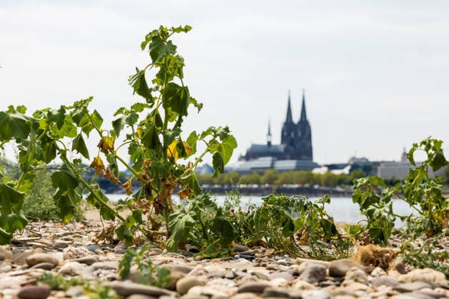 Historischer Niedrigwasser-Rekord am Rhein Freiliegendes Flussbett am Deutzer Rheinufer - 16.08.26 Blick vom Deutzer Rheinufer Richtung Kölner Dom auf das durch historisches Niedrigwasser freiliegende Flussbett des Rheins. Der Pegel Köln erreicht einen Tiefstand von 46 cm und unterbietet damit den bisherigen Rekord von 69 cm aus dem Jahr 2018 deutlich. Die Rheinschifffahrt ist durch das extrem niedrige Wasser praktisch zum Erliegen gekommen. Köln Deutz Nordrhein-Westfalen Deutschland Copyright: xMarcxJohnx